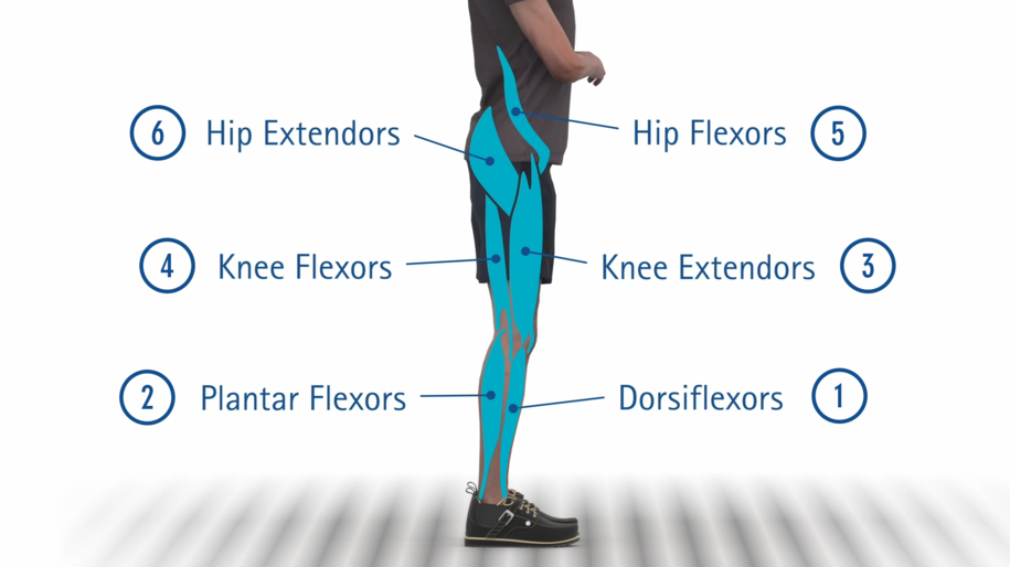 Explanation of the functions of the large muscle groups on the leg to prescribe the right orthosis after diagnosis with a function test and status determination on the patient