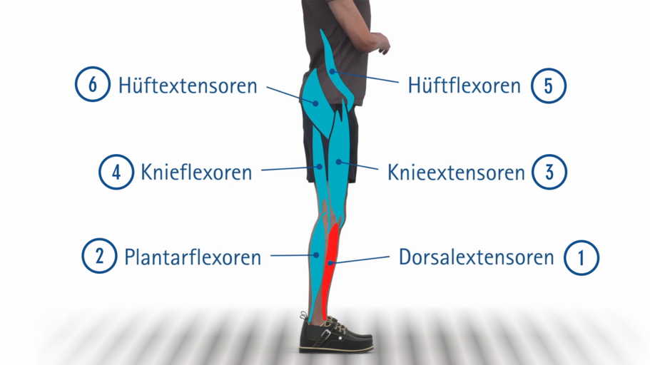 Erklärung der Funktionen der Dorsalextensoren mit Auswirkungen auf das Ganbild und Korrektur durch eine Knöchel Fuß Orthese AFO mit Fußhebergelenk NEURO CLASIC SWING oder NEURO VARIO SWING 2