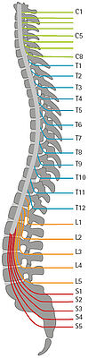 Wirbelsäule zur Darstellung der Läsionshöhe im Rückenmark und der Nervenbahnen nach Querschnittlähmung Paraplegie Rückenmarkläsion und Ermittlung der Einschränkung durch Lähmung und Möglichkeit zur Versorgung mit einem Hilfsmittel Orthese